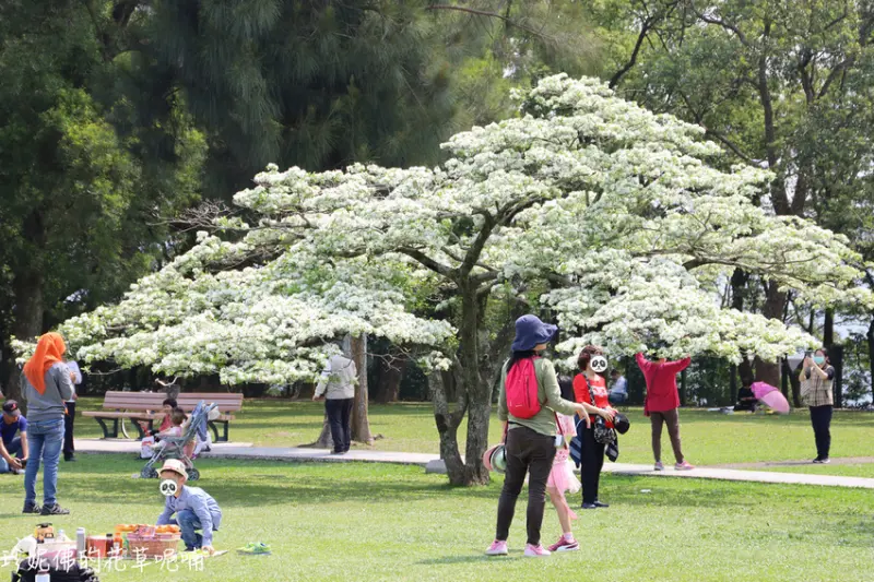 【桃園-龍潭區】2020北區水資源局白雪皚皚流蘇花