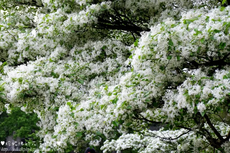 【桃園-龍潭區】北區水資源局流蘇花綻放，親子同遊、踏青、野餐休閒的好去處