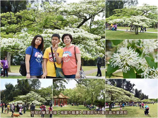 ﹝桃園市龍潭遊記﹞水利署北區水資源局　遠看如四月雪，近看似白雲又似糖霜般，覆蓋滿枝頭的盛開流蘇花海　／桃園免費親子景點／桃園免費野餐景點