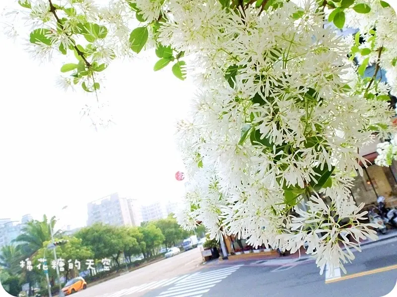 《台中賞花》大滿開！綠園道上流蘇樹上小小白色花兒開滿滿～快來賞花唷！