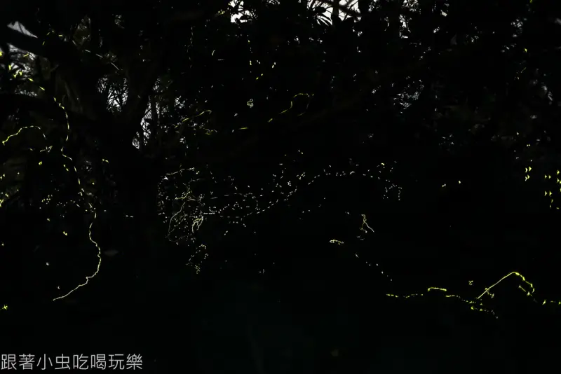 綠島公館村螢火虫