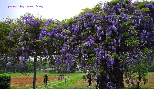 【桃園 /  賞花】桃園農工(北科附工)。爆開的紫藤飛瀑