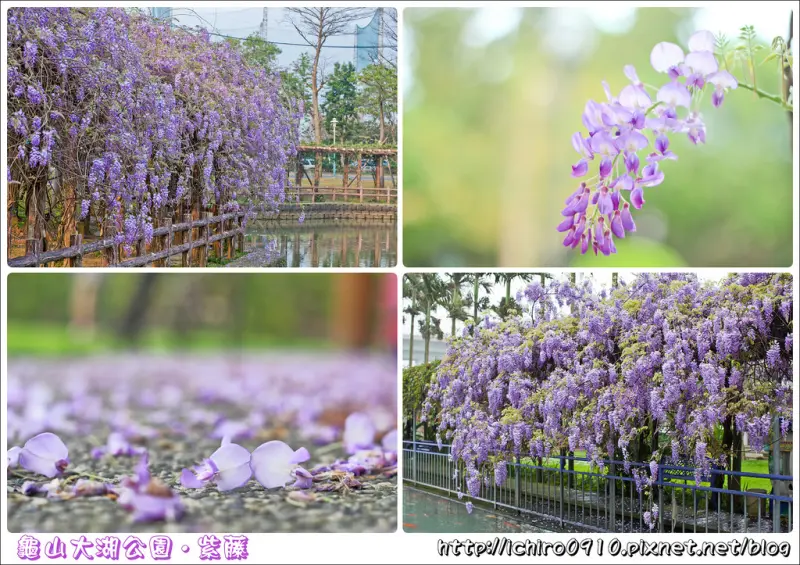 [賞花]【機場捷運林口站】桃園龜山大湖公園。紫藤花瀑布│紫色花海盛開之美│季節限定美景│怎麼去/地址/交通/公車/機場捷運/花況(2017.04.09花況約7~8成)