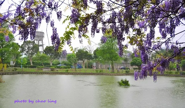 大湖公園。紫藤花季變身成夢幻湖