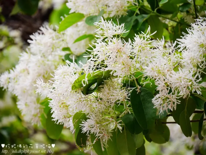 【新北-板橋區】板橋農村公園流蘇花開