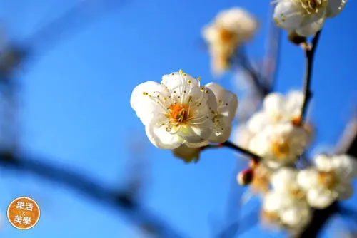 歡樂野餐趣！《樂樂甜點》巧克檸檬小蛋糕 脆皮口感新享受