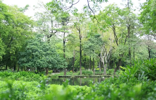 高雄。鳳山。蓊鬱靜謐的忘憂濕地 / 大東濕地公園