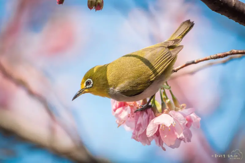 『櫻花季』新北樹林-櫻花與綠繡眼的邂逅