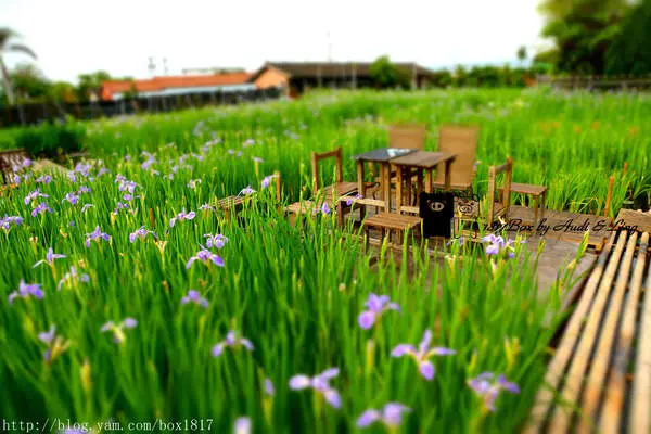【彰化。田尾】鳶尾花開了！旅人小屋-舒宿。免費入園。彩色鳶尾花田