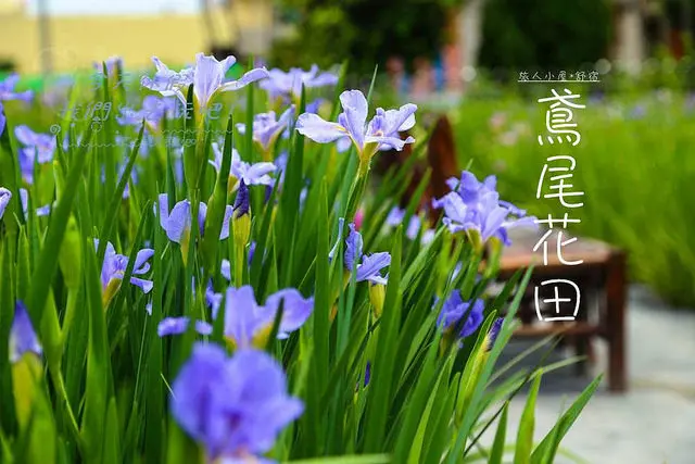[ 彰化⊙田尾]鳶尾花田。鳶尾花開了~就像彩蝶在稻田飛舞般。