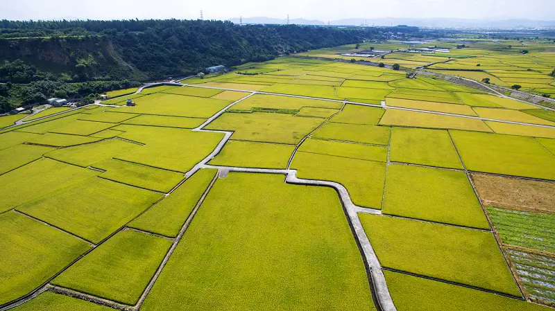 手心裡的金色拼圖 * 台中外埔 . 忘憂谷 ( 空拍篇 )