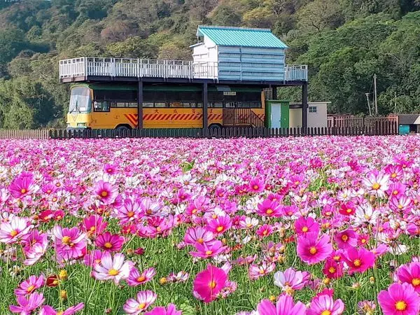 【台中外埔忘憂谷波斯菊花海】季節限定最美的時刻~置身於浪漫粉紅花海中超療癒/尋找傳說中的忘憂巴士