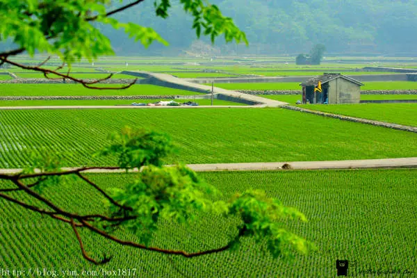 【台中。外埔】春之忘憂谷。春耕。夏耘。秋收。冬藏。四季變化。農村之美