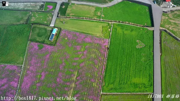 【台中。外埔】2019心動忘憂谷。外埔忘憂谷波斯菊花海。你心動了嗎?