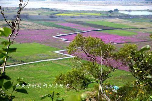 外埔忘憂谷。波斯菊花田。時節限定的微暖色調拼布創作。
