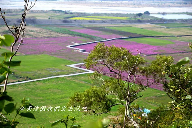 外埔忘憂谷。波斯菊花田。時節限定的微暖色調拼布創作。