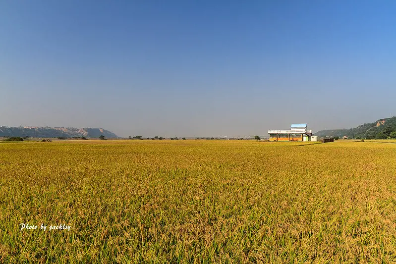 191116台中-外埔+后里+中社稻香