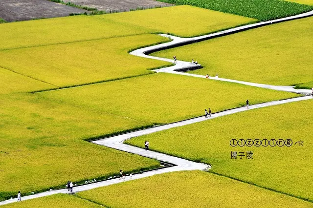 2018台中。外埔忘憂谷，閃電稻田，黃金海浪來襲～