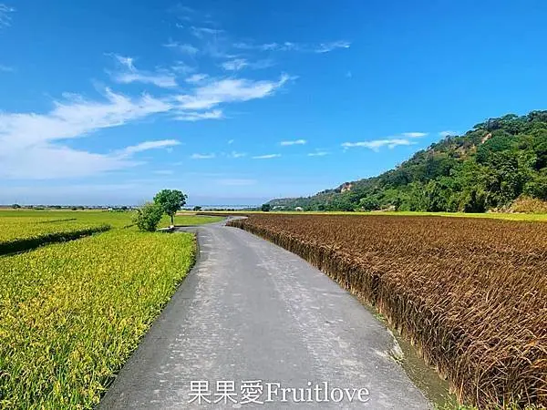 徜徉在金黃色的稻田國度  享受季節限定的美好時光    外埔忘憂谷    親子寵物友善   毛孩不限大小 最少要牽繩