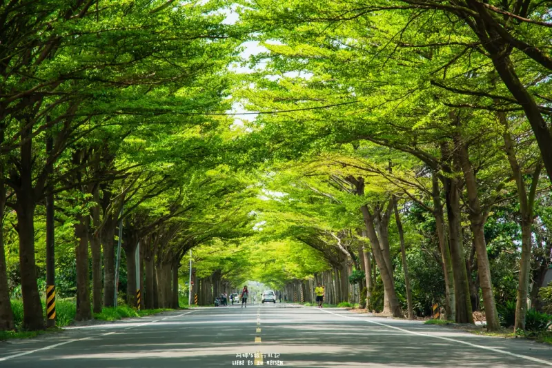Tainan｜台南‧學甲｜炎炎夏日，來174縣道避暑去*全台最美的小葉欖仁綠色隧道