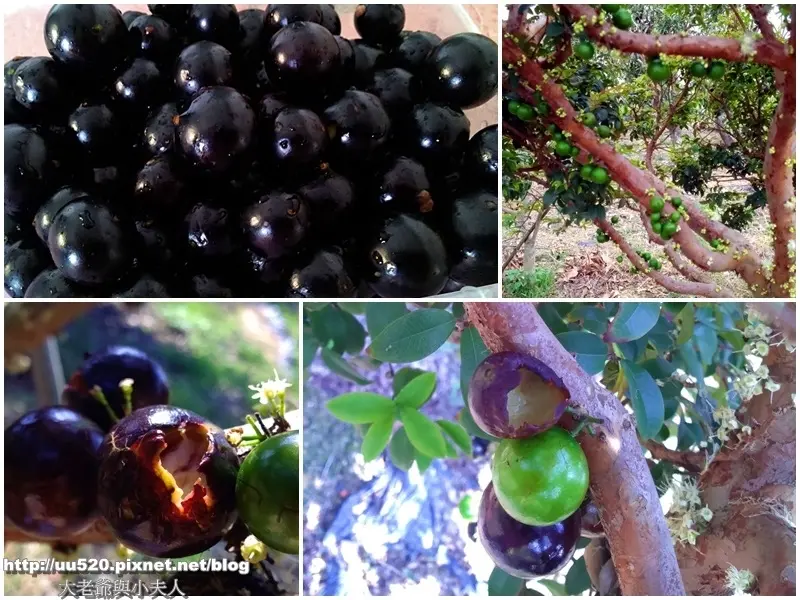 《台灣水果》〈老爺果園〉樹葡萄(嘉寶果)超好吃的！酸甜水果