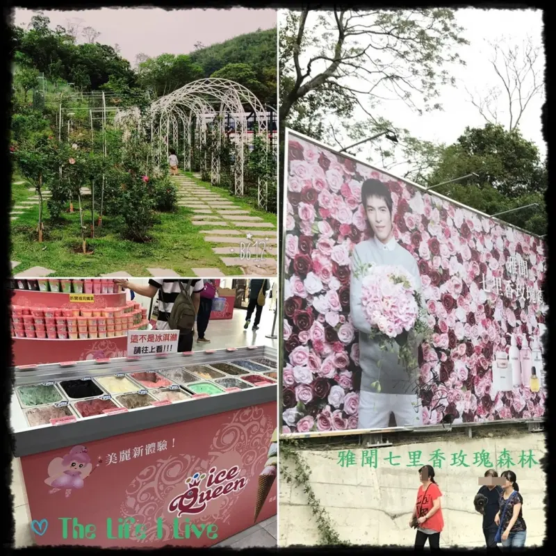 {遊記}{苗栗}{頭屋}雅聞七里香玫瑰森林 Rose & Jasmin-orange Forest~七里香、玫瑰相互輝映，免費入園