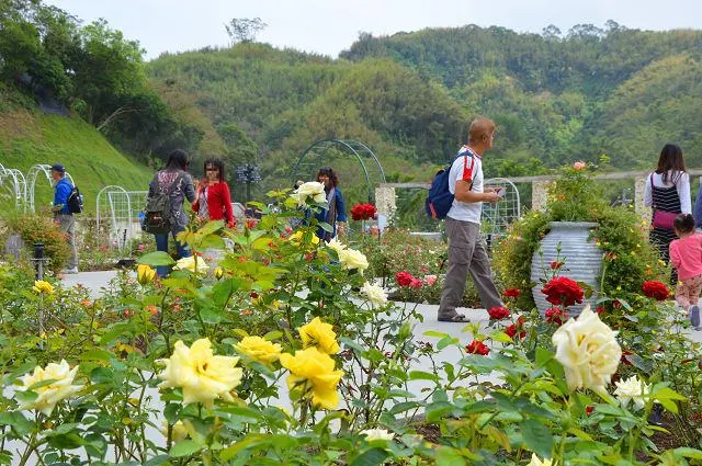 雅聞七里香玫瑰森林~~七里香清新綠意令人心曠神怡．玫瑰芬芳讓人感受浪漫氣息