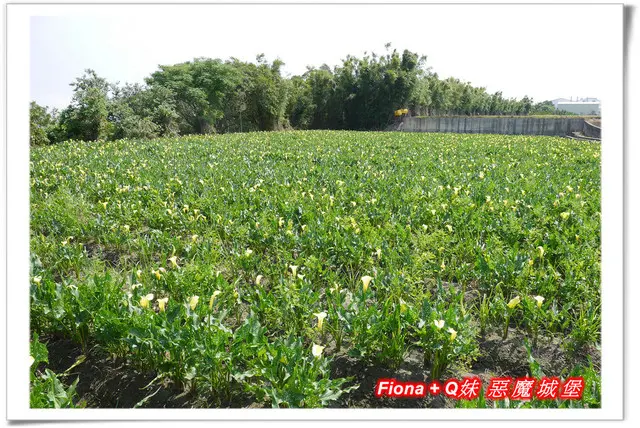 【苗栗。頭屋】台中外埔黃金海芋田+明德水庫明湖蘇堤+葛瑞絲薰衣草+雅聞七里香玫瑰森林，親子賞花一日遊 !