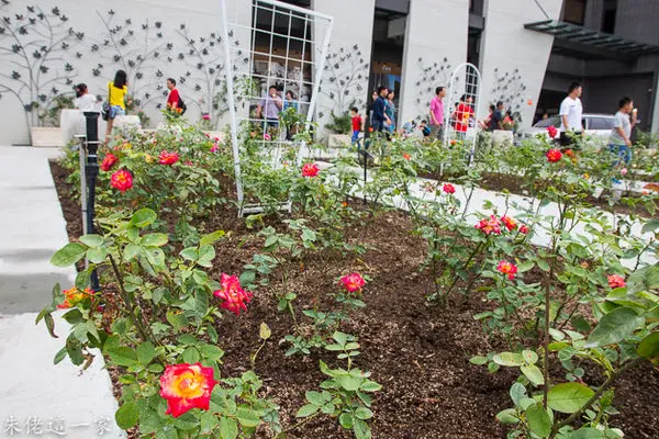 【苗栗景點】雅聞七里香玫瑰森林。玫瑰步道,唯美的歐風彩繪壁畫是外拍小旅行的順遊景點