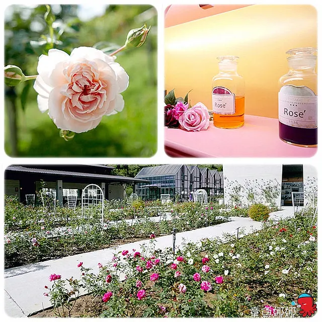 【七里香玫瑰森林】苗栗頭屋/雅聞觀光工廠，四周玫瑰環繞，愛美的妳，當然也要挑選適合自己的專屬香氣