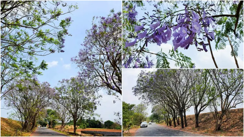 【嘉義景點】藍花楹隧道 迎接初夏的紫色浪漫