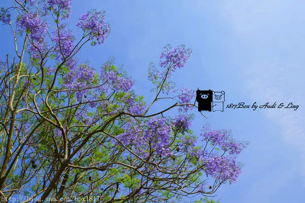 【嘉義。東區】盧厝堤防藍花楹隧道。春天枝頭初綻放