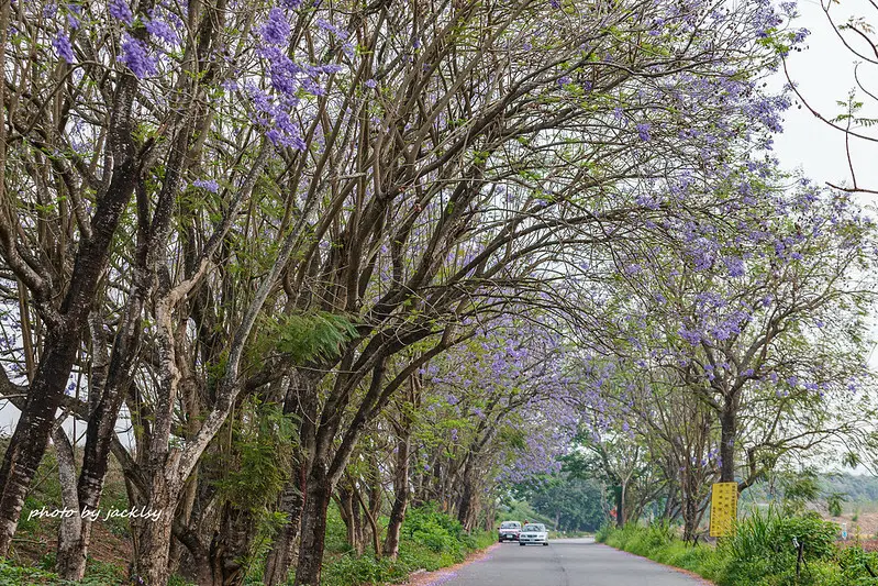 210410嘉義-藍花楹隧道