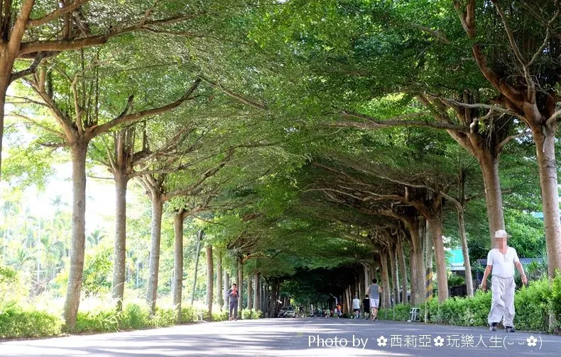 【屏東。潮州鎮】綿延長達1.2公里的正宗綠色隧道『泗林綠色隧道(泗林健身步道)』，總是吸引著旅人探尋被綠樹擁抱的幸福氛圍。