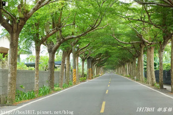 【屏東。潮州】泗林健走步道 | 潮州綠色隧道。全台灣第一個警政社區休憩園地。屏東最美綠色隧道