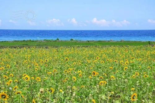 花蓮台11線山海間的驚艷：豐濱鄉立德部落向日葵花海