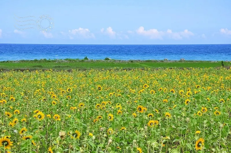 花蓮台11線山海間的驚艷：豐濱鄉立德部落向日葵花海