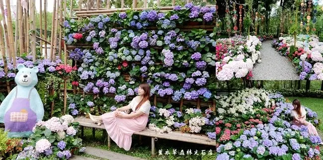 2020新竹尖石賞繡球花景點 ▶ 薰衣草森林尖石店 ▶ 超好拍浪漫繡球花牆、繡球花步道、烤全雞、視野絕佳景觀餐廳 尖石旅遊景點、尖石一日遊!