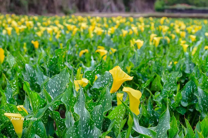 200405台中-外埔海芋季