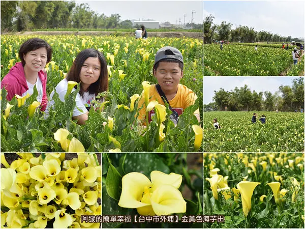 ﹝台中市外埔遊記﹞金黃色海芋田　走在田裡拍照也不怕弄濕的金黃浪漫海芋花海〜　／台中免費賞花景點