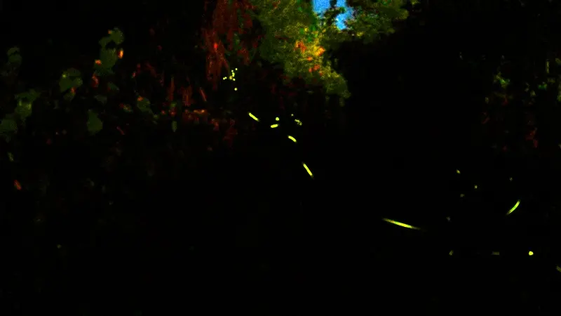 苗栗。大湖 ｜ 輕旅行 薑麻園 鍾鼎山林 螢火蟲 養生素鍋 vs粄條都好吃 下篇