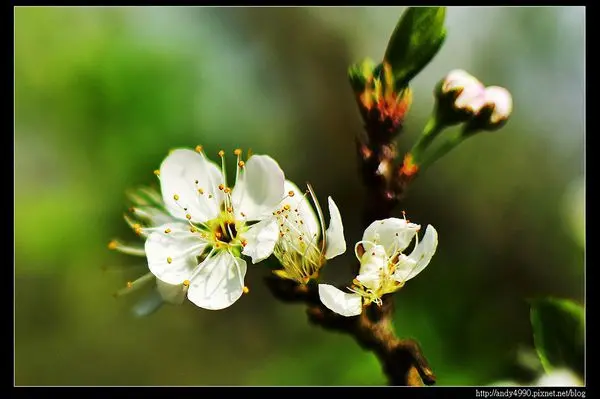 20160306苗栗大湖薑麻園李花