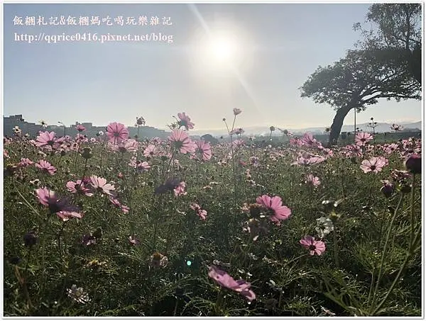 ❤【飯糰媽報你玩】超大南瓜降臨繽紛花海~『美堤河濱公園--粉色波斯菊陸續盛開』(台北市區‧2021-01)