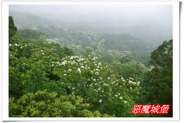 【苗栗。銅鑼】桐花樂活公園+天空步道+勝興車站追桐賞螢一日遊 - 抬頭賞桐，俯瞰滿山桐，不同的角度欣賞不同的桐花美 !