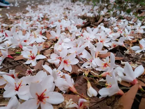 【銅鑼天空步道+綠葉方舟】2018苗栗油桐花季/跟著五月雪一起去旅行/尋找幸福王國(2018/5/1最新花況)