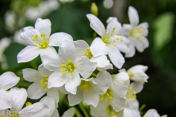【苗栗景點】銅鑼九華山天空步道。台灣最高的賞桐自行車道。在地人都推薦的金榜麵館