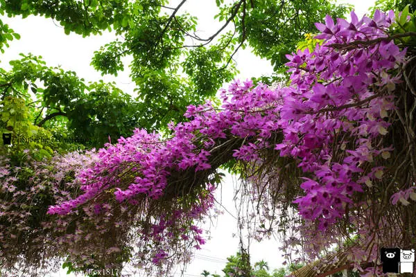 【嘉義。番路】長在樹上的蘭花。壯觀的天宮石斛蘭。彷彿置身在熱帶雨林中