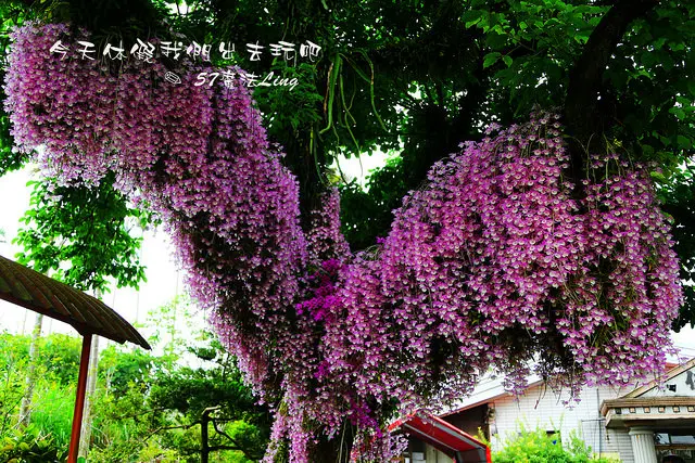 [嘉義 ⊙番路鄉]-佳鄉庭園餐館石斛蘭掛樹上。猶如花瀑布。