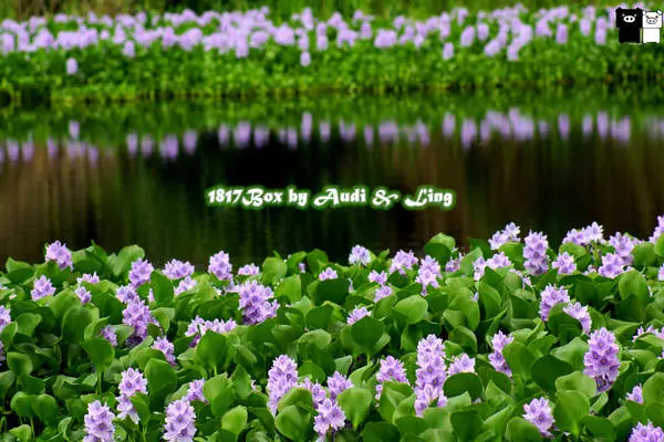 【嘉義。水上】數大。超美。紫色布袋蓮。鳳眼蓮。柴頭埤休閒公園。柴頭埤休閒步道