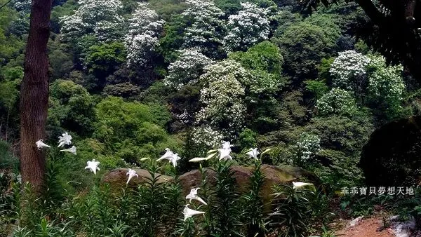 【鶯歌 / 賞花】阿四巷 - 賞桐花 & 百合花 之雪白秘境